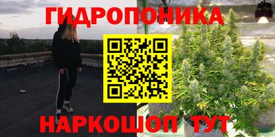 спайс Кингисепп